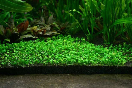 Aquatic Double Leaf Aquarium Plants Seeds - Harappakart