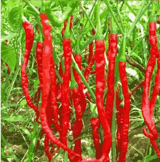 Hybrid Chilli Seeds - Harappakart