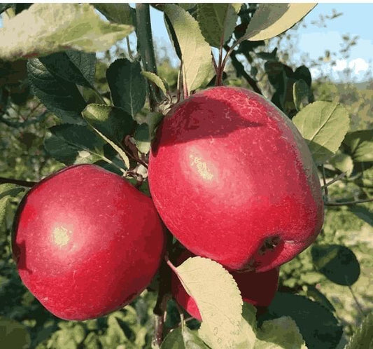 Red Apple Seeds - Harappakart