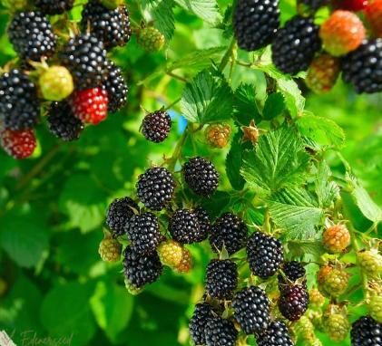 Sweet Giant Blackberry Seeds - Harappakart