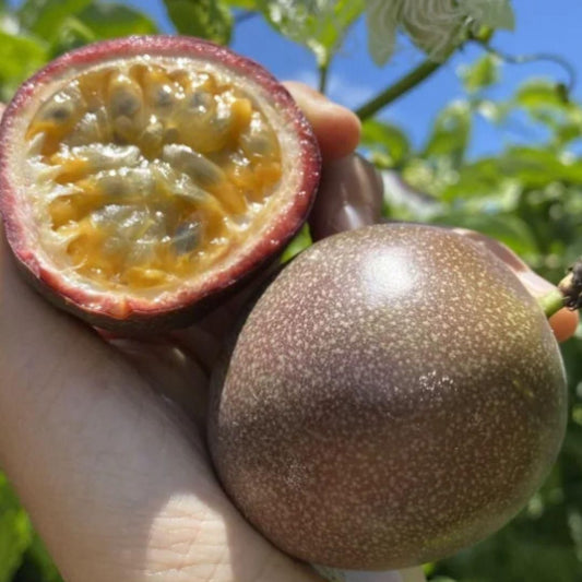 Passion Fruit Seeds - Harappakart