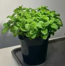 The Latest Ornamental And Edible Mint Varieties - Harappakart