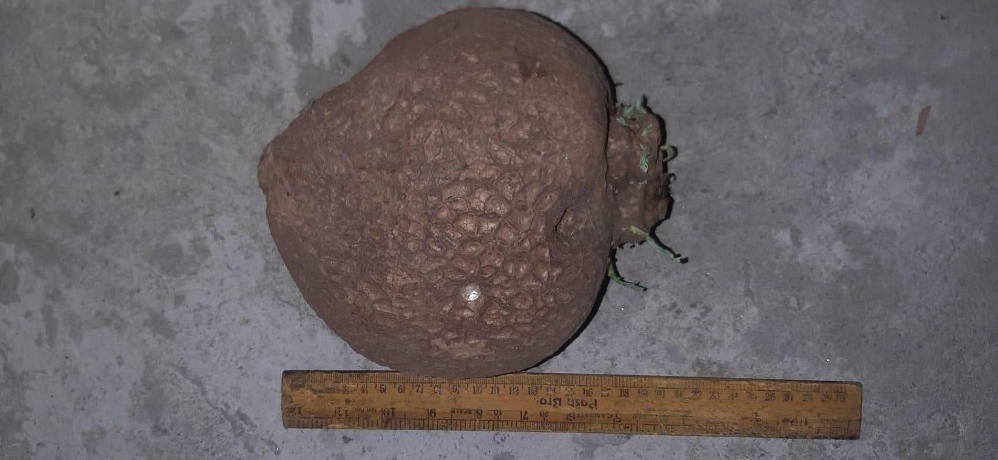Stephania Erecta Plant - Harappakart