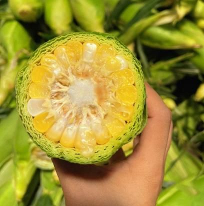 Japanese Milk Corn - Harappakart