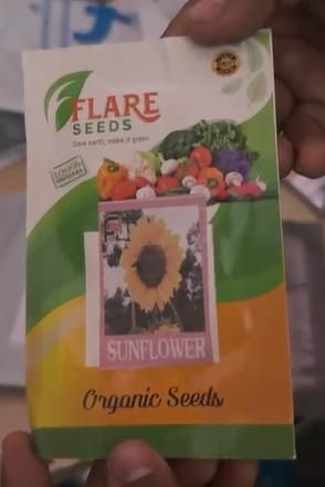 40 Pcs Sunflower Organic Seeds Pack of 2 - Harappakart