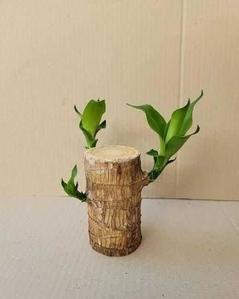 Brazilian Lucky Wood, Mini Home Plant Decorations - Harappakart