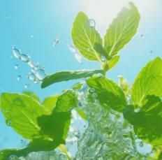 The Latest Ornamental And Edible Mint Varieties - Harappakart