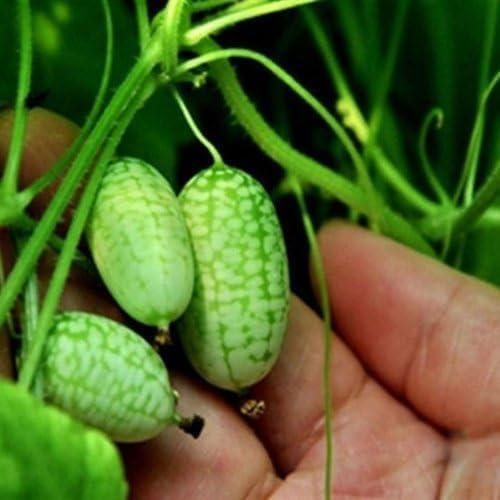 Mini Thumb Size Watermelon Seeds - Harappakart