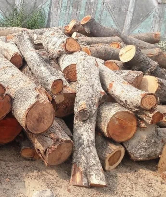 Jamun Wood Pack of 1 -