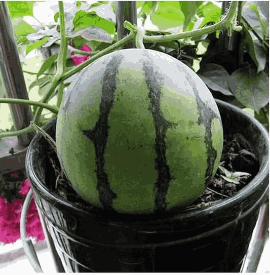 Potted small watermelon seeds - Harappakart