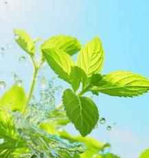 The Latest Ornamental And Edible Mint Varieties - Harappakart