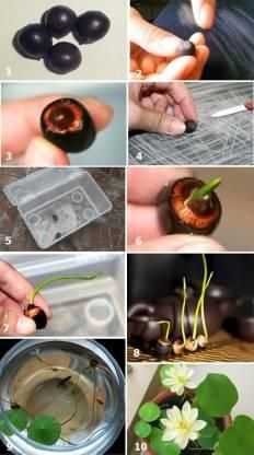 Premium Flower seeds - Harappakart