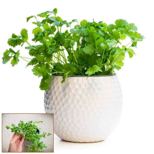 Organic Coriander seeds for Gardening (Pack of 20) - Harappakart