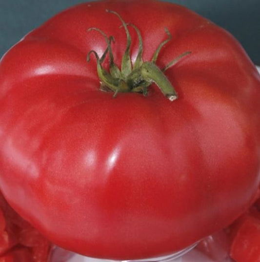 Giant Monster Tomato Seeds - Harappakart
