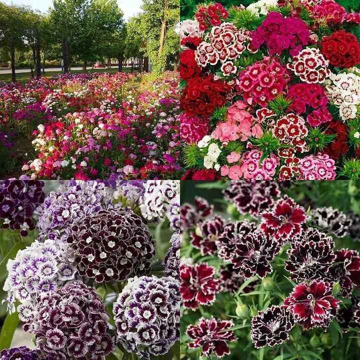 Dianthus Seeds (Free Pot Mixture 100 gm) - Harappakart