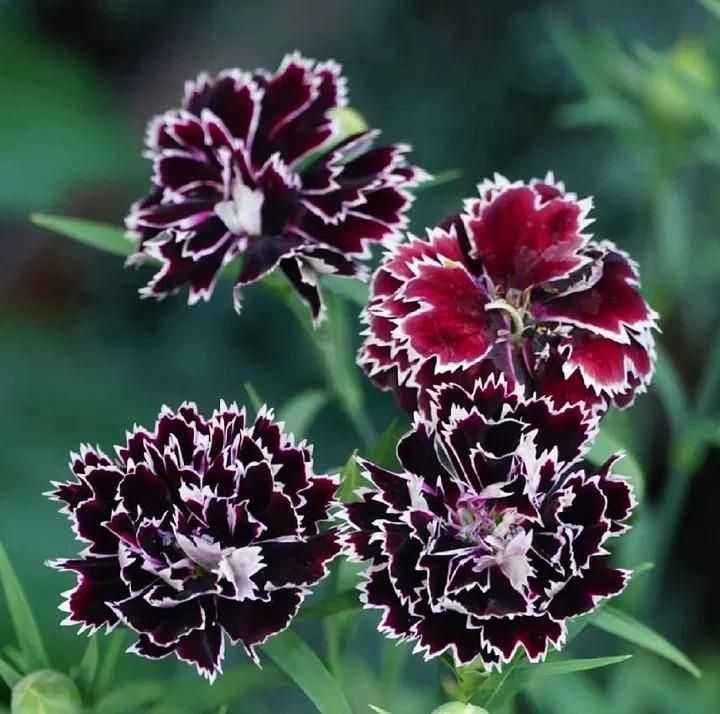 Dianthus Seeds (Free Pot Mixture 100 gm) - Harappakart