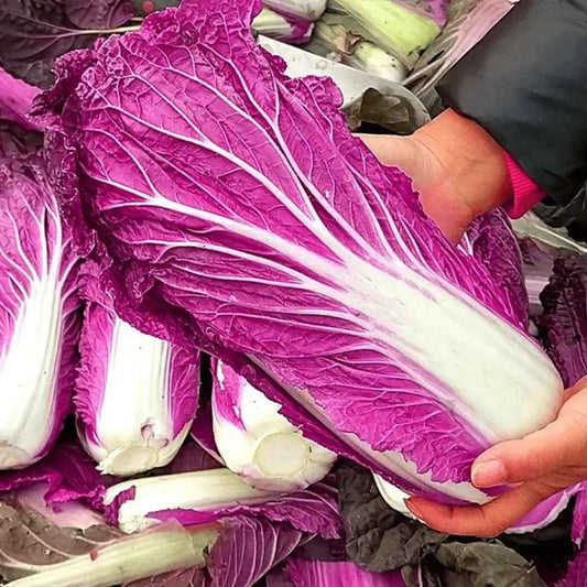 Purple Cabbage Seeds - Harappakart