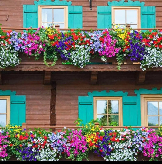 Mix Colour Morning Glory Mix Flower Seeds For Home Garden - Harappakart