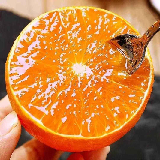 Jelly Orange Seeds - Harappakart