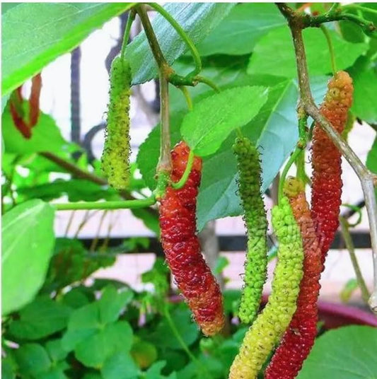 Mulberry Blackberry Fruit Mix Seeds - Harappakart