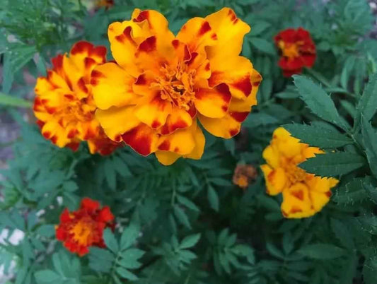 French Marigold Seeds - Harappakart