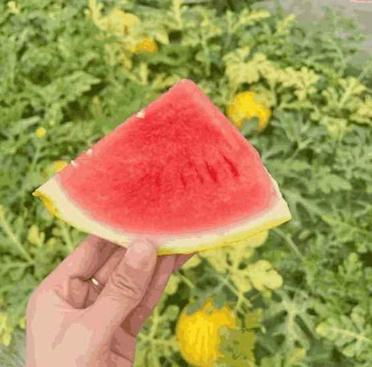 Golden Red Watermelon Seeds - Harappakart