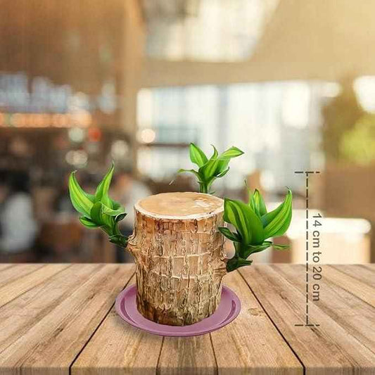 Brazilian Lucky Wood, Mini Home Plant Decorations - Harappakart