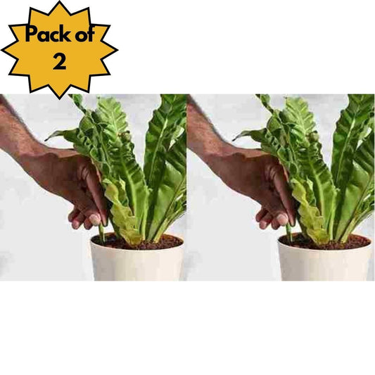Plant Grow Fertilizer Sticks For Plants - 50 Stick Pack of 2 & 4 - Harappakart