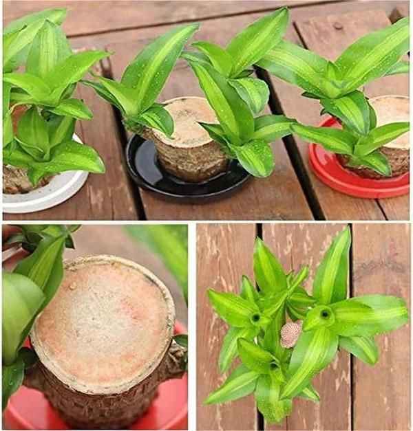 Brazilian Lucky Wood, Mini Home Plant Decorations - Harappakart