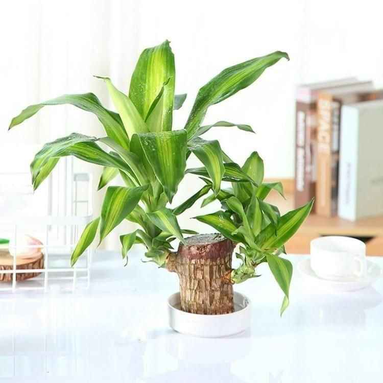 Brazilian Lucky Wood, Mini Home Plant Decorations - Harappakart