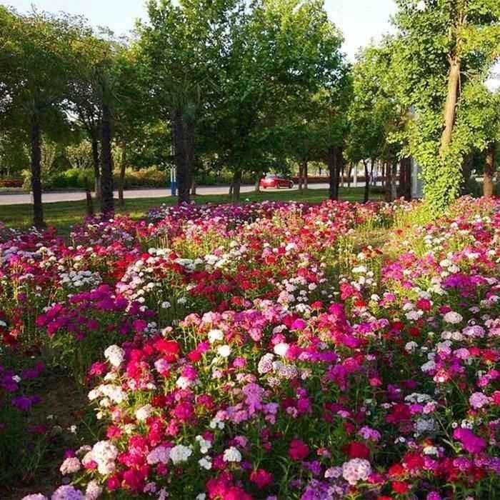 Dianthus Seeds (Free Pot Mixture 100 gm) - Harappakart