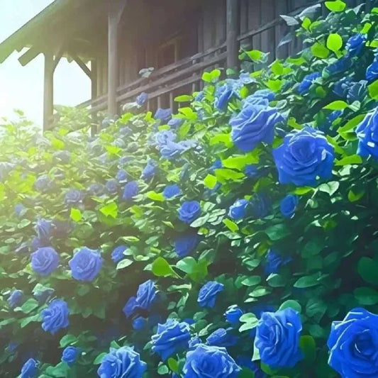 Blue Climbing Rose Seeds - Harappakart
