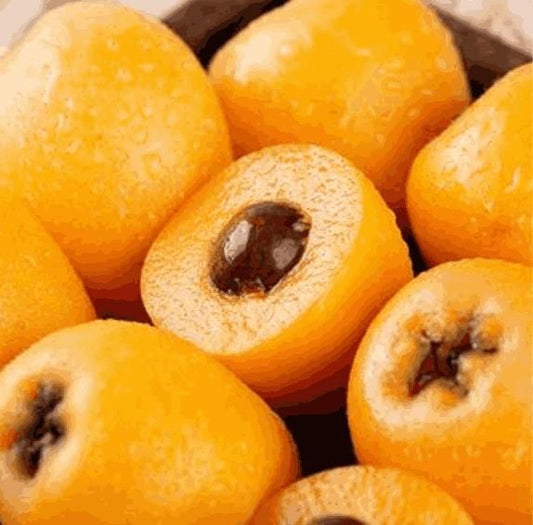 Five-star Loquat Seeds - Harappakart