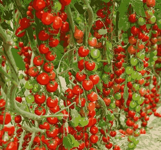 Waterfall Tomato Seeds -