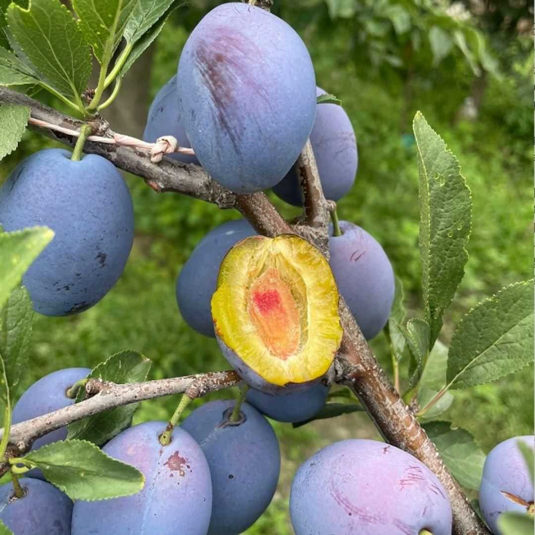Blue Honey Goddess Plum Seeds - Harappakart