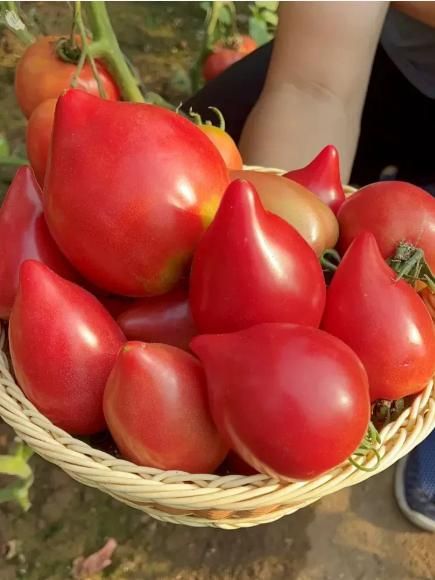 Mango Honey Tomato Seeds - Harappakart