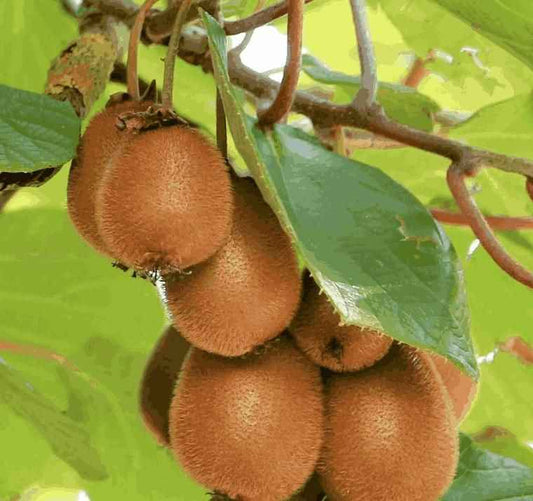 Kiwi,Juicy, Sour And Sweet, Suitable For Home Planting - Harappakart
