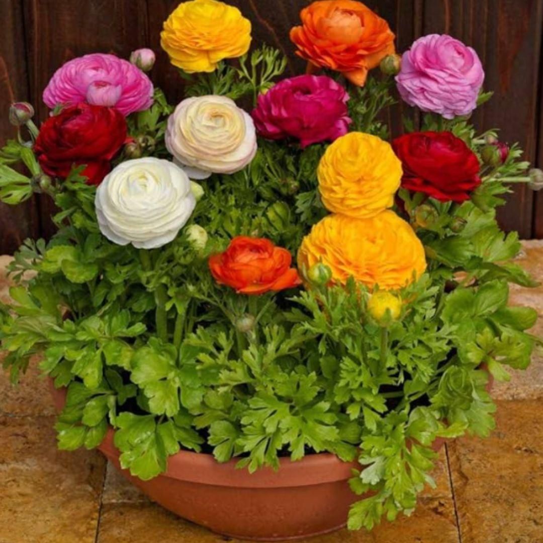 Ranunculus Seeds - Harappakart