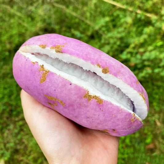 August Melon Seeds - Harappakart