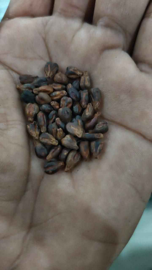 Sweet Sapphire Grapes Seed Pack of 20 - Harappakart