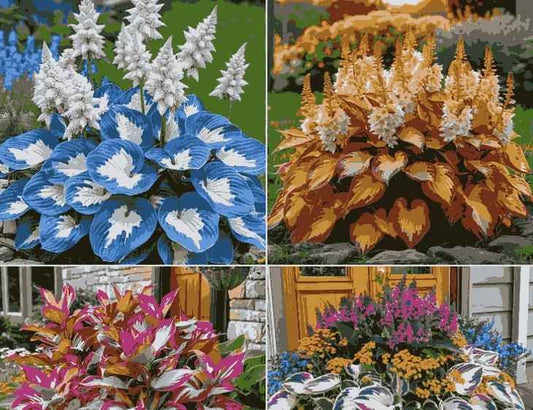 Shade-Tolerant and Cold-Hardy Hosta Flowers - Harappakart