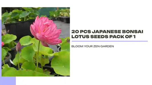 20 Pcs Japanese Bonsai Lotus Seeds Pack of 1 by@Outfy