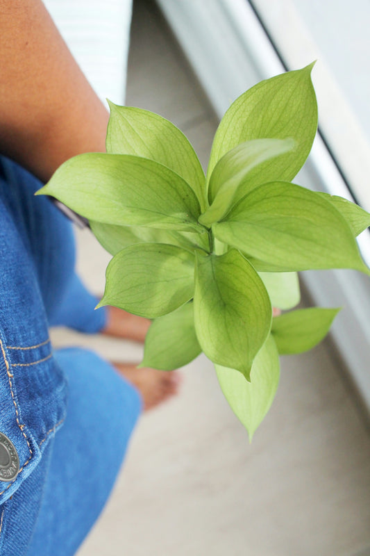 person in blue denim shorts with green plant on lap