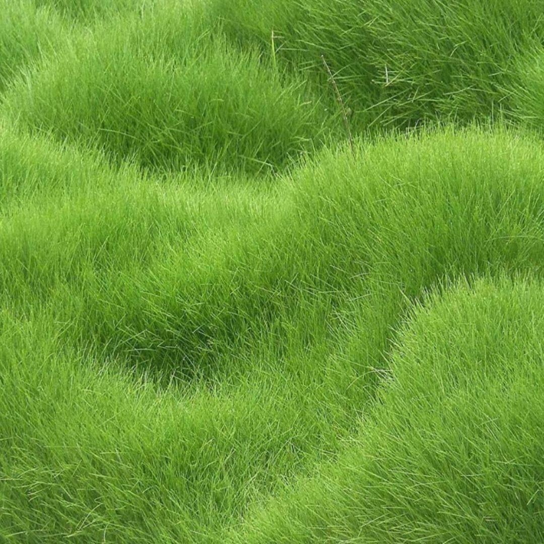 lawn grass seeds