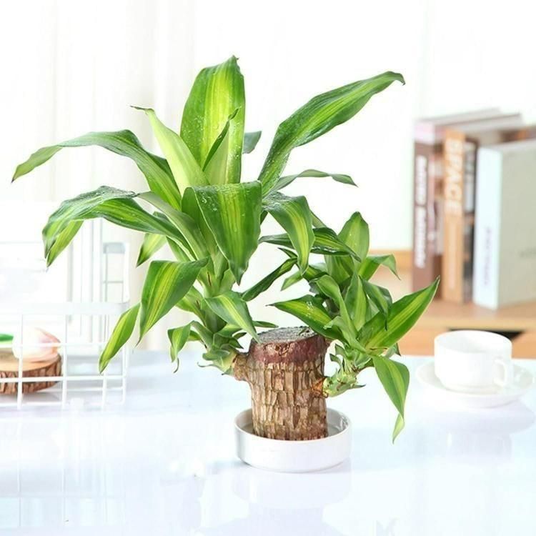 Gardening & Plant Care - Harappakart