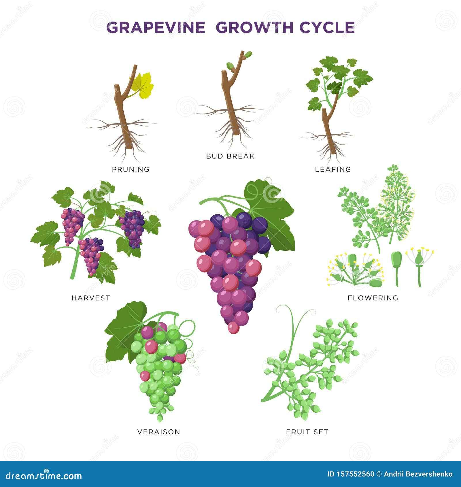 Dried Grape Seed | Sweet Sapphire Grapes Seed Pack of 20