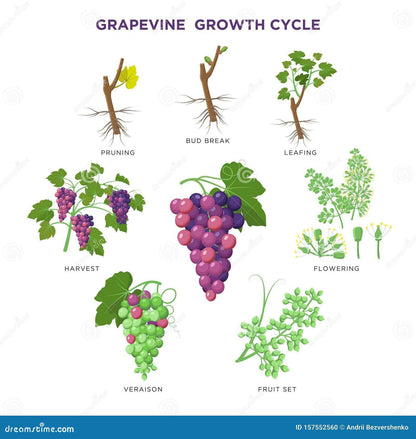 Dried Grape Seed | Sweet Sapphire Grapes Seed Pack of 20