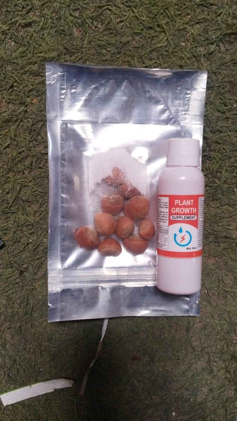 Banana Seeds |Growing Banana Trees From Seeds