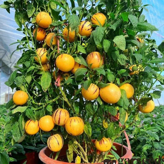 Ginseng Fruit Seeds - Harappakart