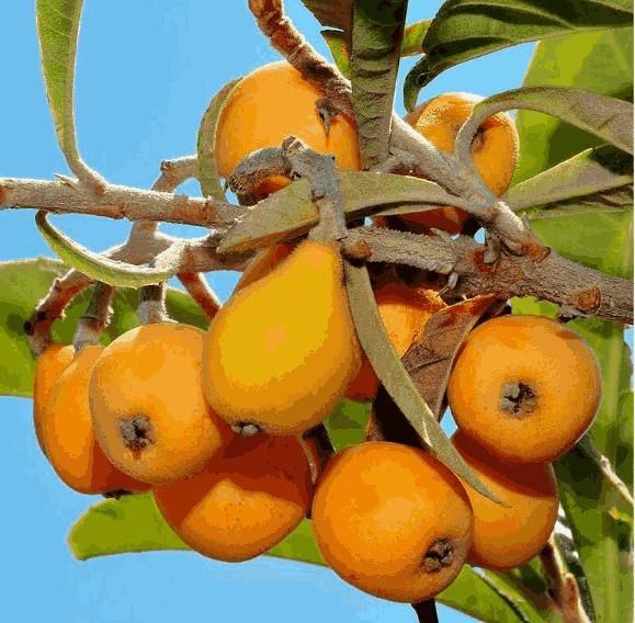 Five-star Loquat Seeds - Harappakart